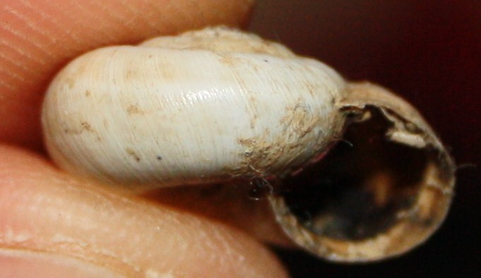 Monacha cartusiana e Cernuella cf. neglecta